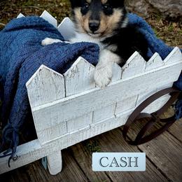 Collie Puppies from Lonestar Country Collies