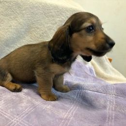 Jasmine - Red female Dachshund puppy in Tonopah, Arizona from Desert Diamond Dachshunds