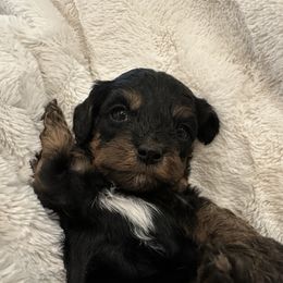 Girl 3 - Black and tan female Cavapoo puppy in Malad, Idaho from Sunny Hill Puppies