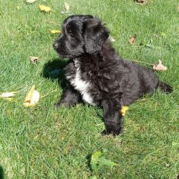 Indigo - male Aussiedoodle puppy in Milford, Indiana from Olde Heritage K-9