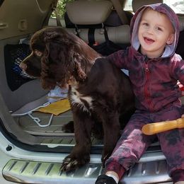 Harley - Cocker Spaniel