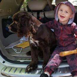 Harley - Cocker Spaniel