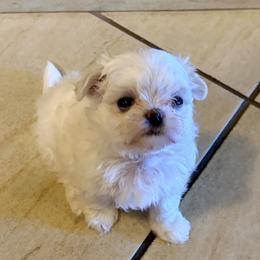 Maltese puppies from Sandykov