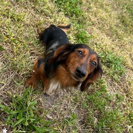 Cooper - Dachshund