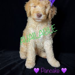Double Doodle and Goldendoodle Puppies from Patterson Doodles