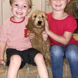 Goldendoodle and Poodle Puppies from CharleighRae Poodles and Doodles