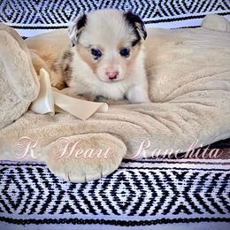 Boy 2 - Blue merle and white American Corgi puppy in Gentry, Arkansas from K Heart Ranchita