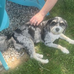 Jolene - Bernedoodle