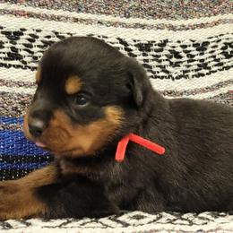 Boy 2 - Black and mahogany male Rottweiler puppy in Blanchard, Oklahoma from Mystique Kennel