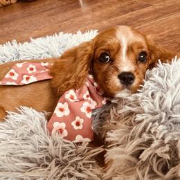 Fawn - Ruby female Cavalier King Charles Spaniel puppy in Mount Dora, Fl, Florida from Breezy Palms Cavaliers