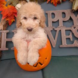Peanut - Cream male Poodle puppy in Edgefield, South Carolina from Bettna standard poodle