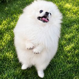 Cashmere - White male Pomeranian puppy in Fayetteville, North Carolina from Tar-heel Poms