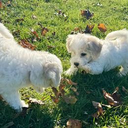 Bichon Frise Puppies from Christen’s Puppy Land