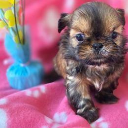 Scarlett - Red female Shih Tzu puppy in Waynesboro, Pennsylvania from Big Win Shih Tzus