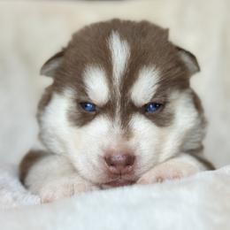 Male 1 - Red and white male Siberian Husky puppy in (Formally Lake Lillian, Minnesota) Old Fort, North Carolina from Antler Creek Siberians