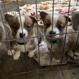 Pembroke Welsh Corgi Puppies from Southern Raised Corgis