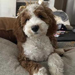 Cozy - Goldendoodle