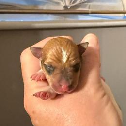 Pup D - White and tan female Toy Fox Terrier puppy in Clermont, Florida from Debbie Hiles's Toy Fox Terriers