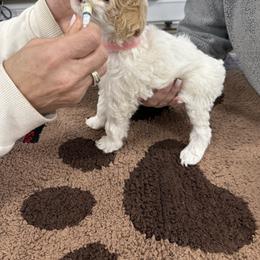 Goldendoodle puppies from Tennessee Goldendoodles, since 2014