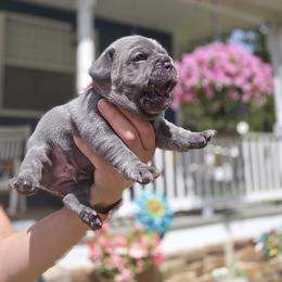French Bulldog Puppies from Zoomie Time Frenchies