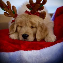 Goldendoodle and Golden Retriever Puppies from California Golden Love