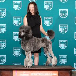 Hazel - Poodle