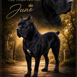 Cane Corso puppies from Nuovo Inizi Kennels