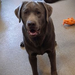 Ruger - Labrador Retriever