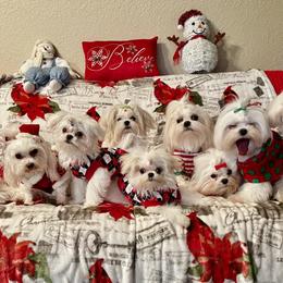 Maltese puppies from Kimberly's Maltese