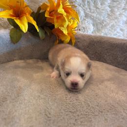 Male 2 - Lavender male Pomsky puppy in Bucyrus, Missouri from Hill Top Pomskies