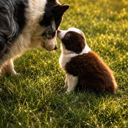 Heath - Red tri male Miniature Australian Shepherd puppy in Jones, Oklahoma from J&R Aussies/Shih Tzu