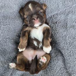 Anise - Liver and white female Shih Tzu puppy in Normal, Illinois from Happy Shih Tzu Homes
