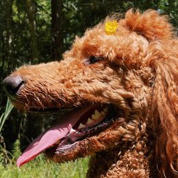 Poodles from DelMor Poodles