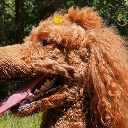 Poodles from DelMor Poodles