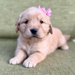 Aspen- pink collar - Golden female Golden Retriever puppy in Colorado Springs, Colorado from Mercy Mountain Bernedoodles