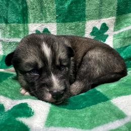 AKC Flopsy - Agouti and white female Siberian Husky puppy in Centreville, Maryland from Huskies By the Bay