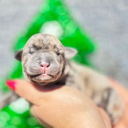 Froggy-grey - Brindle male Companion Cross puppy in Calimesa, California from BoujeePoodlesofsocal