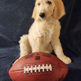 Goldendoodle Puppies from Hampton Blu Doodles