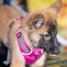 Belgian Tervuren Puppies from Aerglo Kennels