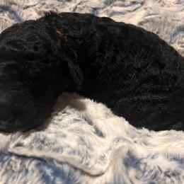 Mr. Orange - Black and white male Aussiedoodle puppy in Taylor, Missouri from Pawsitively Doodles