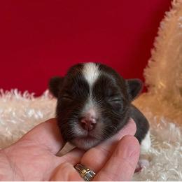 Danny - Chocolate, tan and white male Yorkshire Terrier puppy in Carleton, Michigan from Jo Smallwood