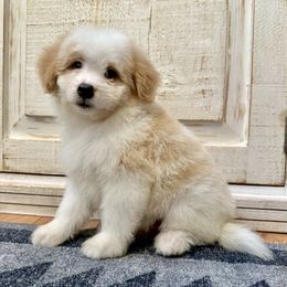 Tan and White Bicolor - Yellow and white female Bernedoodle puppy in Brooksville, Florida from Kruger Doodles