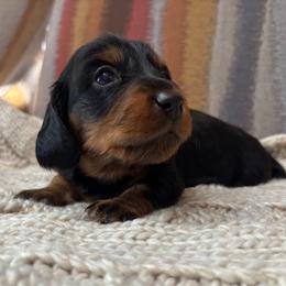 Mickey - Black and tan male Dachshund puppy in Mesa, Arizona from Ruby Desert Doxies