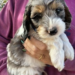 Thursday - Black white and tan male Cockapoo puppy in Adrian, Oregon from ApplebyFarm