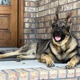 German Shepherd All Grown Up from A2 German Shepherd Dogs