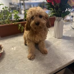Bella - Red female Cavapoo puppy in Fairmont, West Virginia from Manoka's Honeybee