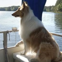 Collie All Grown Up from Tucker Creek Collies