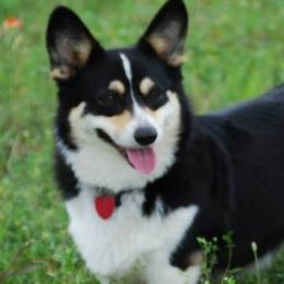 Pembroke Welsh Corgis from Country Tyme Corgis