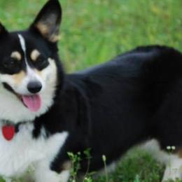Pembroke Welsh Corgis from Country Tyme Corgis