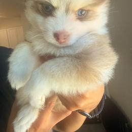 Hazel - Chocolate female Pomsky puppy in Hughson, California from 209 Pomskies
